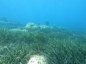 POSIDONIJA Tisućljetna morska biljka od izuzetne važnosti za život u moru i na kopnu!
