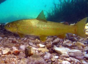 Započinje projekt očuvanja mekousne pastrve u donjem toku Neretve i Jadra