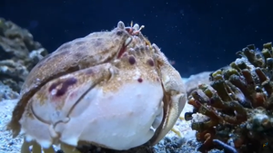 VIDEO Crvenopjegave rakovice slove za jedne od najljepših rakova