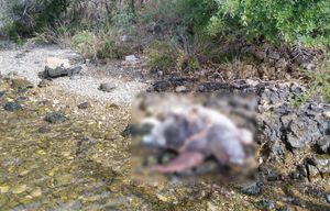 Na ušću Krke pronađena uginula želva - Ubijena propelerom?