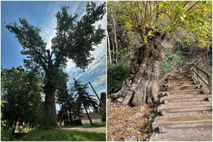 Murva na Skradinskom buku, jedan od kandidata za Hrvatsko stablo 2023. godine