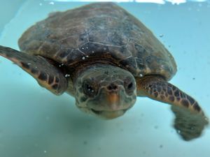 Glavate želve, Anika i Jenny vraćaju se u more!