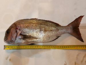 Pacifički pagar ili japanska komarča/orada - Jeste li ulovili ovu vrstu?