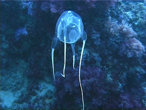 VIDEO Morska osa, predator koji se hrani beskralježnjacima i malim ribama, stanovnik je pulskog akvarija