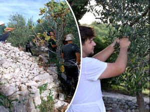 Masline su obrane, površine su zazelenjene, a Murter je čišći