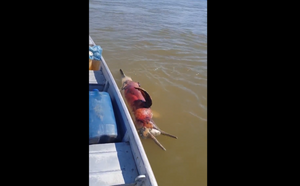 Od posljedica povijesne suše i rekordno visokih temperatura uginulo više od 100 dupina