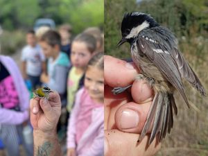 Tijekom monitoringa i prstenovanja ptica na području NP Mljet zabilježeno je čak 14 različitih vrsta