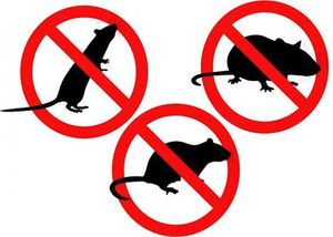 Tijekom studenog najavljena sustavna deratizacija na području grada Rovinja