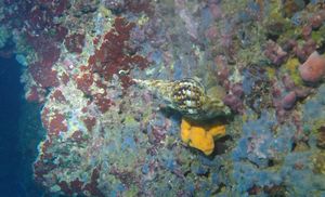 Banjalučki ronioci kod Komiže snimili iznimno rijetkog morskog puža