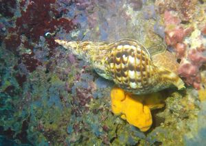 Kod Komiže snimljen rijedak morski puž