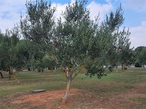 Dvojica Talijana u Istri teško ozlijeđeni prilikom branja maslina