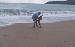VIDEO Jako jugo na plažu izbacilo mladog dupina, ovaj čovjek ga je spasio