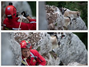 FOTO: Pripadnici HGSS-a iz Makarske spašavali stado koza!