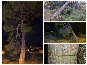 FOTO Splićani se borili za veliko stablo bora, jutros rano ga netko srušio -  Dogradonačelnik objavio: "Teroristi!"