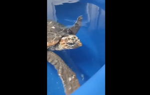 VIDEO Iz Zadra u Pulu stigao Čiko - Glavata želva s ozljedama od brodskog propelera