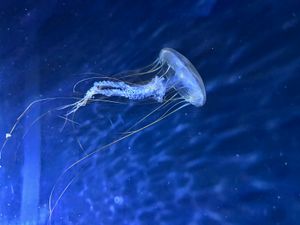 Pacifička morska kopriva iz sjeveroistočnog Tihog oceana, novi je stanovnik Aquariuma Pula