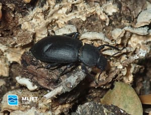 Uz nalaz ove vrste na otoku Cresu, nalazi s otoka Mljeta su jedini recentni za ovu ugroženu vrstu