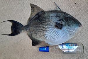 Ribolovci kod Pule ulovili egzotičnog kostoroga