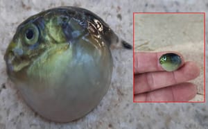 Na splitskoj peškariji pojavila se vrsta ulovljena kod Tribunja: "Pronađena u kašeti sa srdelom - Ovo je zabrinjavajući nalaz!"