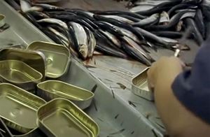 Objavljeni novi pravilnici o preradi ribe