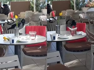 Malo je stala na kavu - u splitskom kafiću jedan neobično hrabar životinjski gost!