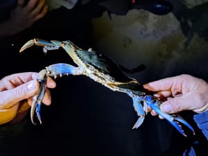 FOTO/VIDEO Ribari otkrili neočekivanog invanzivnog posjetitelja u Parku prirode Lastovsko otočje!