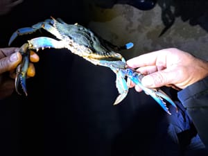 Invazivni plavi rak ulovljen u Parku prirode Lastovsko otočje