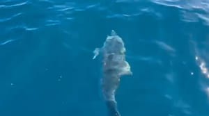 VIDEO Ronilačka ekipa naletjela na pučinsku atrakciju kod otoka Kakan