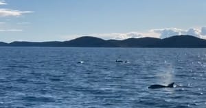 Kod otoka Kakan snimljena velika pučinska atrakcija!