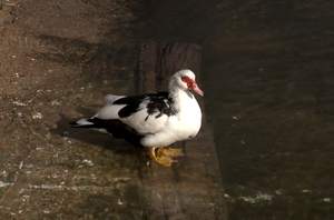 U živopisnoj lučici Ičići caruje jedan poseban patak