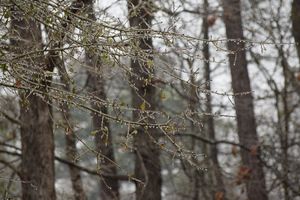 Stiže nova kiša, zahlađenje pa čak i snijeg