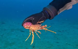 Satima spašavao male jastoge zapetljane u mreži u morskoj mreži