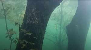 Zimsko kupanje Opatijskih kukala među krošnjama drveća