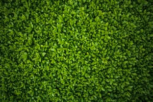 Išli su si na živ(i)ce - susjedi u Zadru sukobili se oko vegetacije