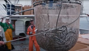 Dodijeljeno više od 46 milijuna eura za provedbu lokalnih razvojnih strategija u ribarstvu