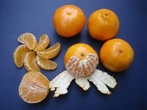 Nakon berbe mandarina, u dolini Neretve počela i berba klementina