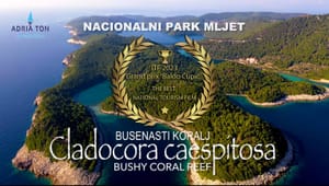 U Nacionalnom parku Mljet nalazi se najveći greben busenastog kamenog koralja na svijetu