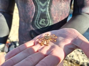 Invazivni lakonogi rak 'Percnon Gibbesi' stigao do Istre