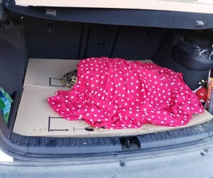 Na otoku Mljetu pronađena i spašena ozlijeđena ženka glavate želve