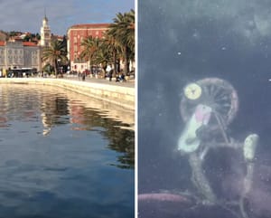 SPLIĆANE NIJE BRIGA Zaštićeni bicikl pod splitskom rivom