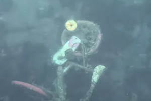 VIDEO Tko će ukloniti ovaj bicikl na dnu mora uz splitsku rivu?