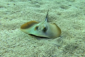 Žutuga, Dasyatis pastinaca - riba uvrštena u Crvenu knjigu morskih riba Hrvatske, gdje je svrstana u osjetljivu vrstu