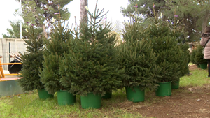 Pulski ekološki projekt - Nakon blagdana bor se vraća kao i pola za njega uplaćenog iznosa