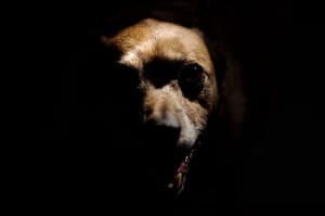 Vlasnica psa s Brača kaže da nije vrijeđala policajce, policija tvrdi suprotno: "Pogledajte na što ličite"