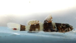 Rod riba dobio ime po ihtiologu iz Rijeke