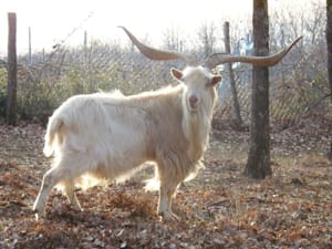 Uzgajivači i Istarska županija bore se za opstanak istarske koze, životinje koja je u prošlosti spasila mnoge obitelji od gladi