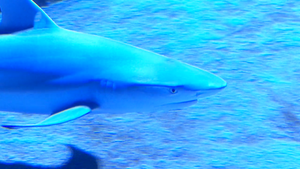 Licem u lice s morskim psom, crnovrhim predstavnikom grebenskih morskih pasa