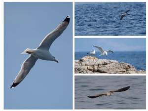 Važan iskorak u očuvanju morskih ptica u Hrvatskoj je LIFE Artina!