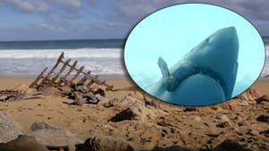 STRAŠNO 14-godišnjaka rastrgao morski pas!