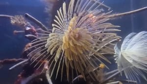 Morsko "ružno pače", isprva neugledno, u trenutku postaje prekrasno stvorenje!